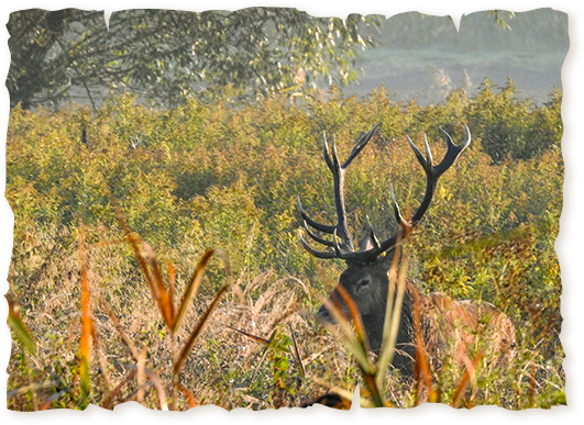 red stag