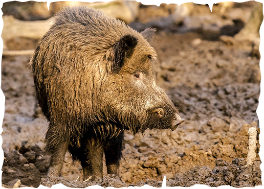 wild boar