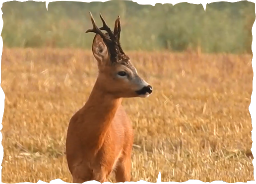 roebuck