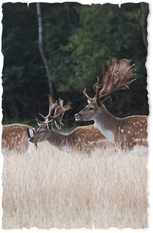 fallow buck