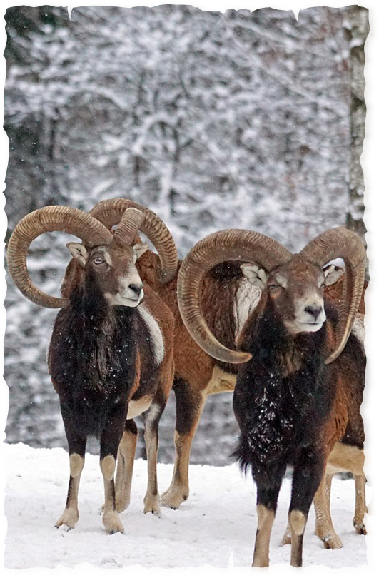 mouflon